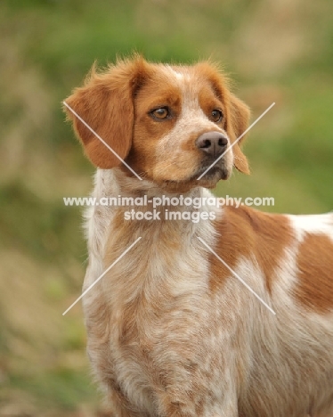 alert Brittany spaniel