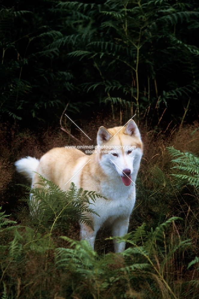 ch forstal's noushka, siberian husky with bracken