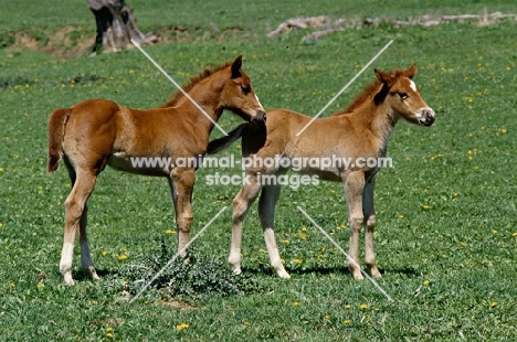 two quarter horse foals in usa owned by kendall herr