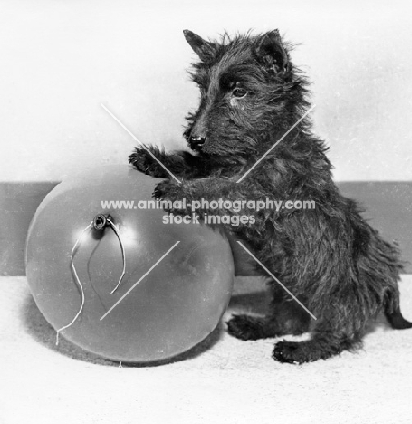 Scottish Terrier standing with balloon