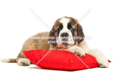 young Saint Bernard resting on red cushion