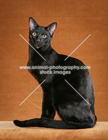 10 month old Black Savannah neuter