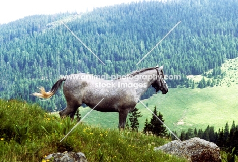 lipizzaners colt at stub alm, piber