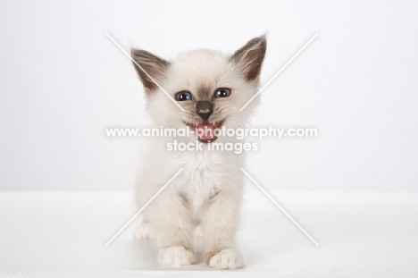 Birman kitten, meowing