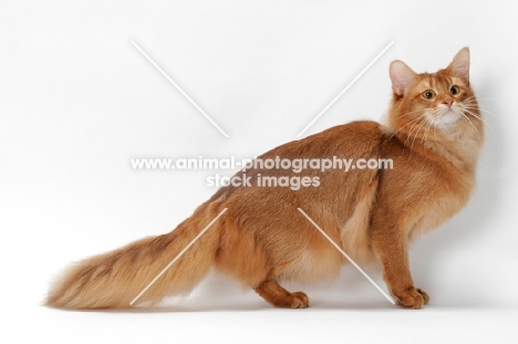 red Somali cat standing