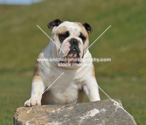 Bulldog standing up on rock