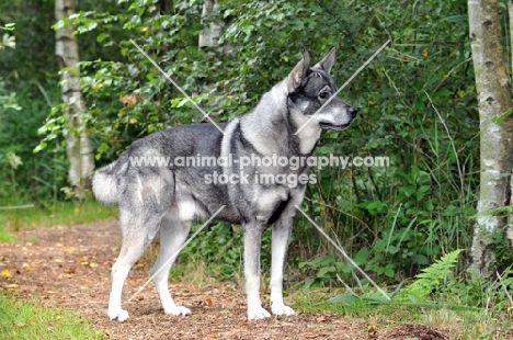 Swedish Elkhound (aka Jamthund)