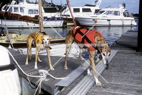 greyhound and x greyhound leaving boat, wearing lifejackets