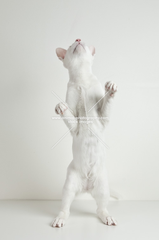 young white oriental shorthair cat standing on two feet looking up