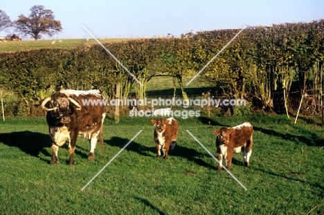 longhorn cow with two calves at pithouse farm