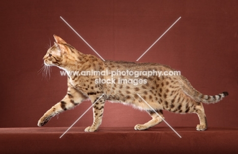 Ocicat walking on rust red background