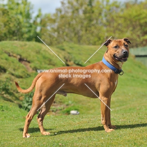 red American Staffordshire Terrier