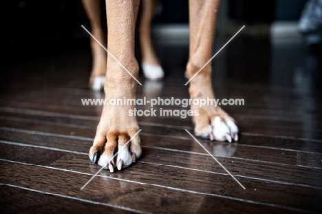 detail of boxer's paws standing on hardwood floor