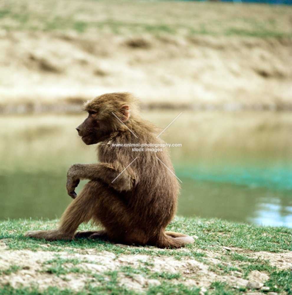 baboon sitting on grass, windsor safari park