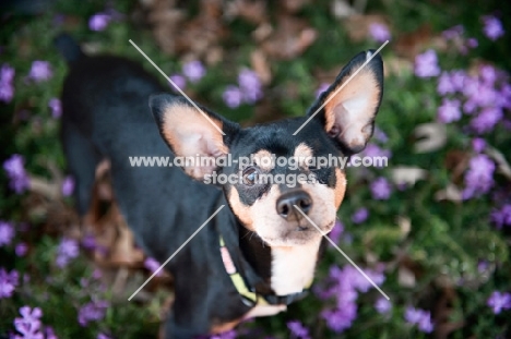 miniature pinscher with missing eye