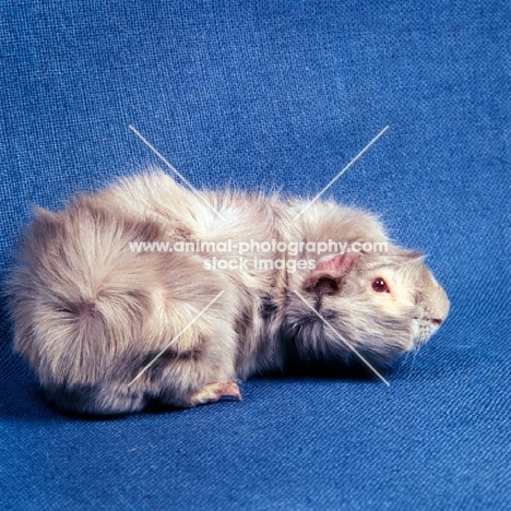 roan abyssinian guinea pig on blue background