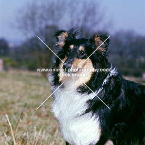 rough collie from glenmist kennel, portrait