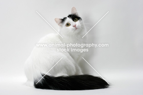 black and white turkish van cat sitting down