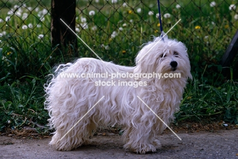 bichon havanese standing on a path