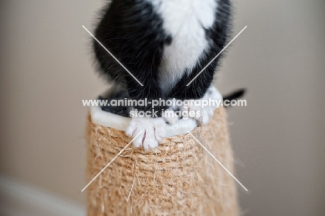 close-up of tuxedo kitten's polydactyl paw
