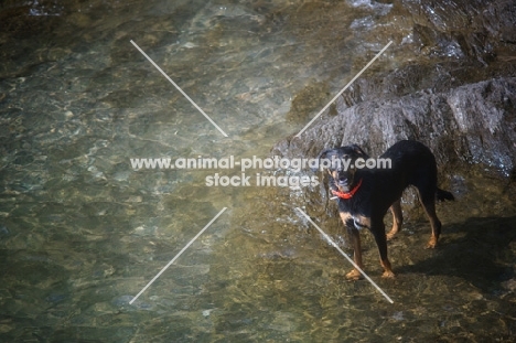 dobermann-cross standing still in the water, looking up