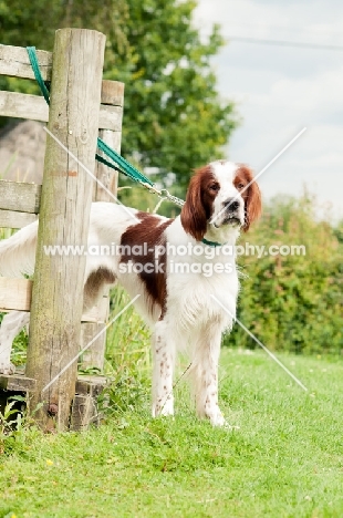 Irish red and white setter on bridge