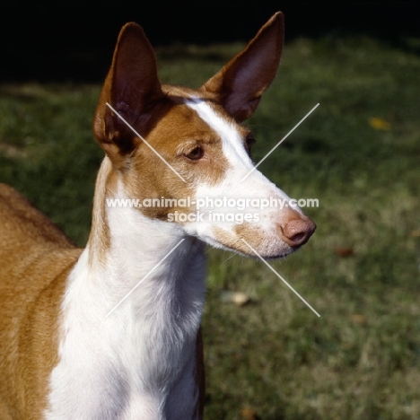 champion ibizan hound portrait