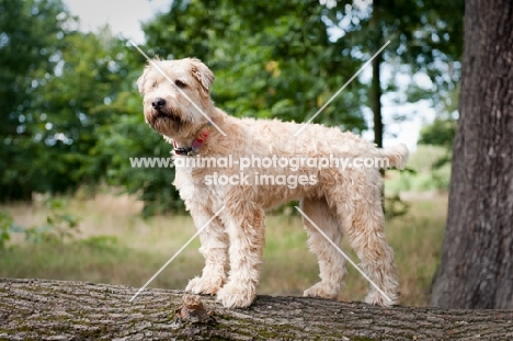 Wheaten Terrier standing on a  tree, looking out