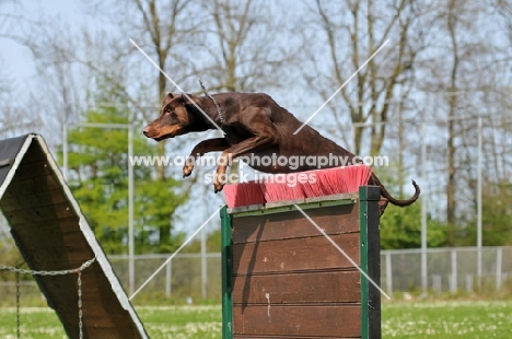 Dobermann jumping obstacle