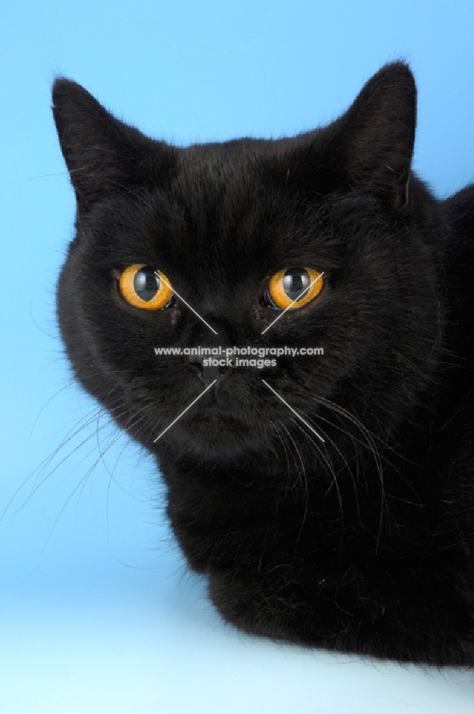 black british shorthair cat portrait