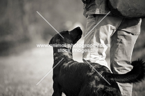 black labrador walking near owner and looking at his face