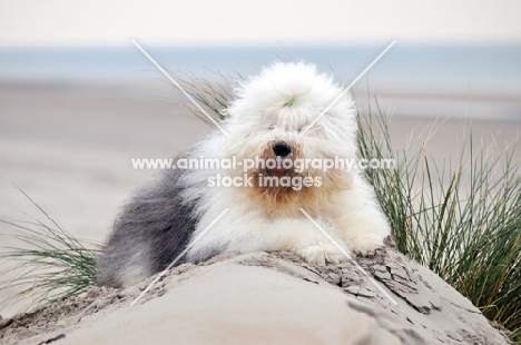 Old English Sheepdog