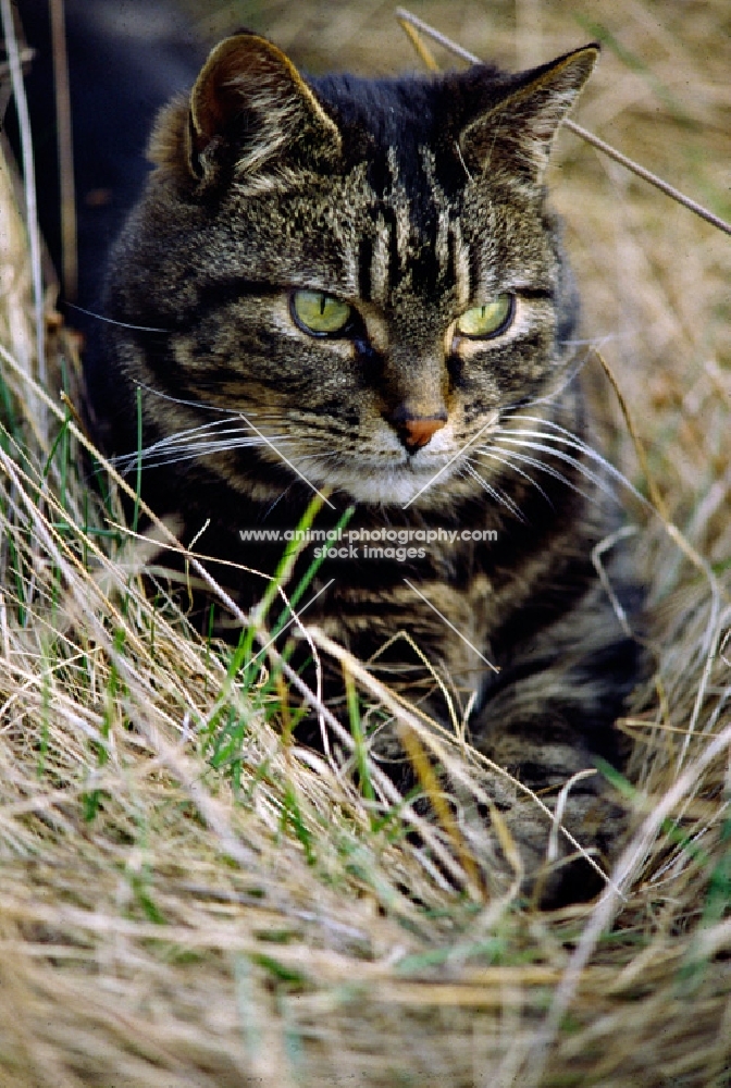 tabby cat lurking in grass with evil intentions