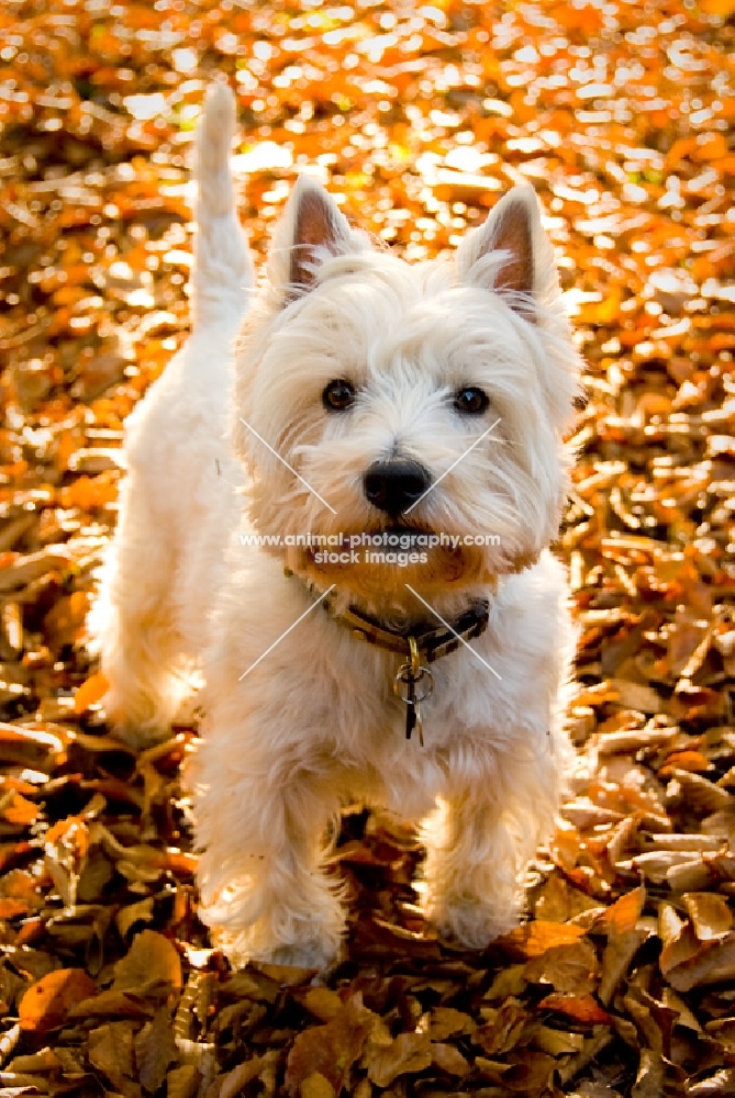 West Highland standing in Autumn leaves.