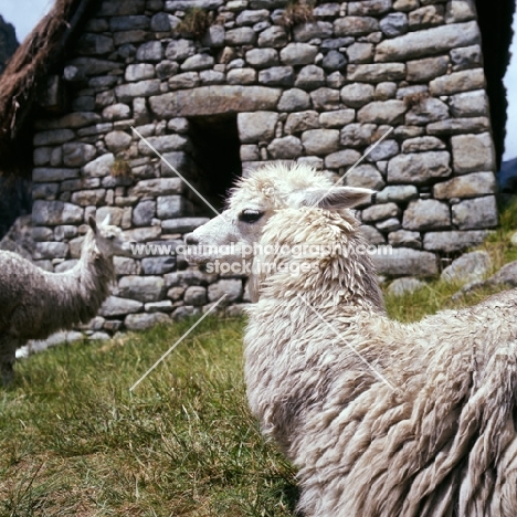llama near a house in peru