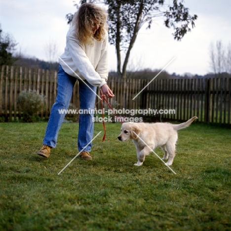 training golden retriever puppy