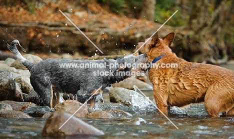 blue and red Australian Cattle Dogs in river
