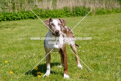 young Louisiana Catahoula Leopard dog on grass