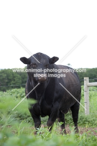 black Aberdeen Angus