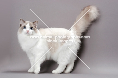 blue point bi-colour Ragdoll cat, side view on grey background