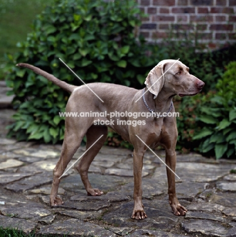 undocked weimaraner on paving