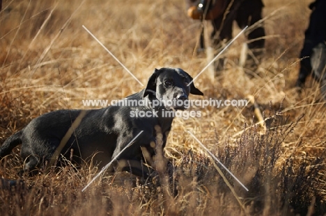 black labrador retriever waiting to be sent 