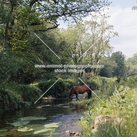 windfall of shilstone rocks,
dartmoor mare drinking in river scene on dartmoor 