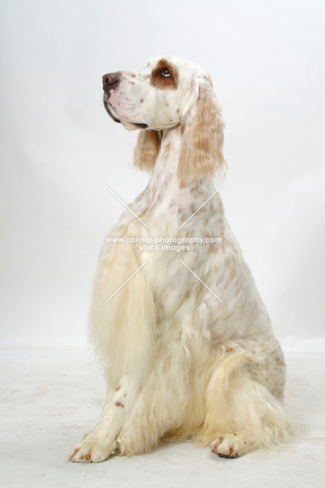 Orange Belton coloured Champion English Setter, sitting down