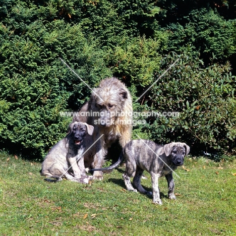 irish wolfhound bitch with two puppies