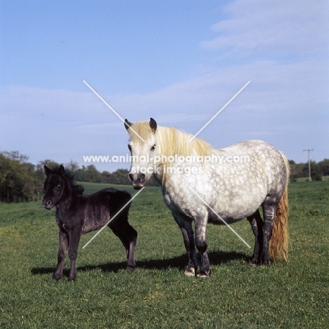 shetland pony mare and foal