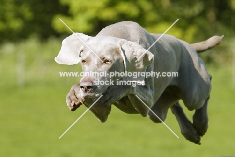 Weimaraner jumping