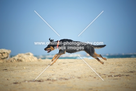 happy dobermann-cross running on a beach, all legs in the air