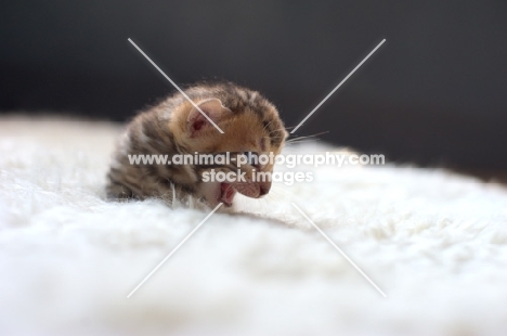 very young bengal kitten meowing