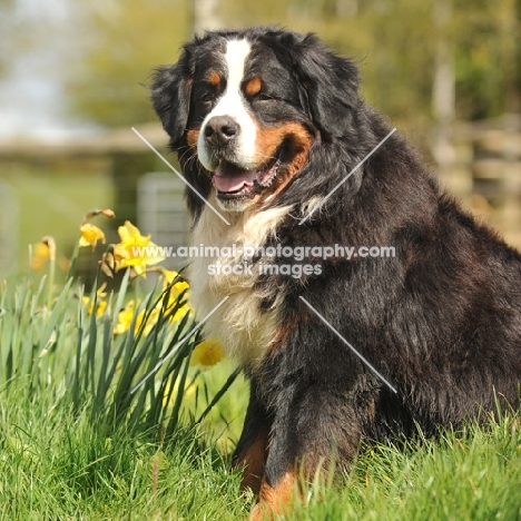 Bernese Mountain Dog in spring